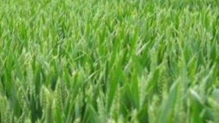 What is the Saudi Green Initiative?