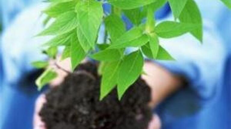 Can Liquid Seaweed Fertiliser Replace Synthetic Fertiliser?