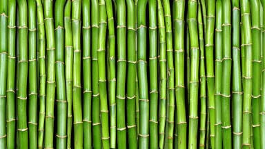 Is biomass a sustainable energy source?