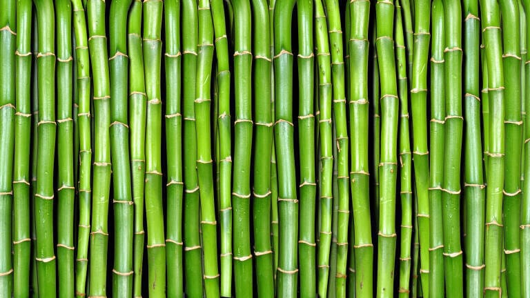Is biomass a sustainable energy source?