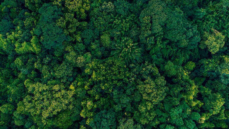 Can viscose become properly sustainable?