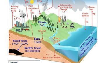 What are the three sources of renewable carbon for the chemicals industry?
