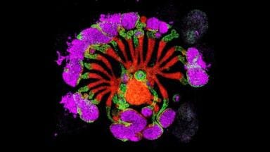Labmate Online