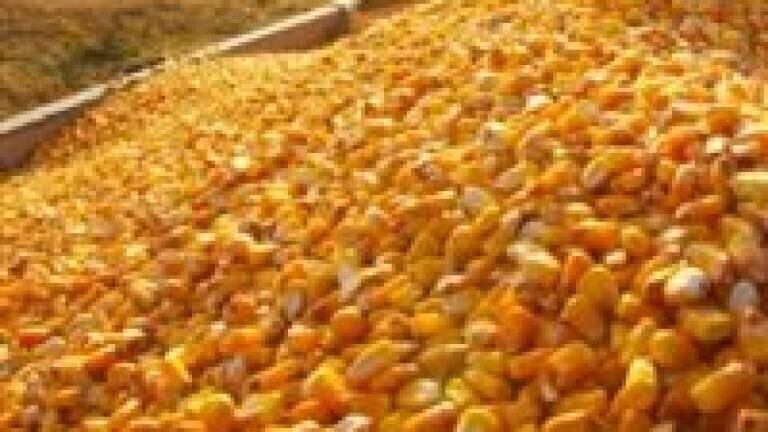 Tobacco targeted as biofuel