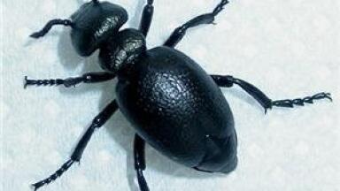 Beetle-destroyed pine biofuel developed
