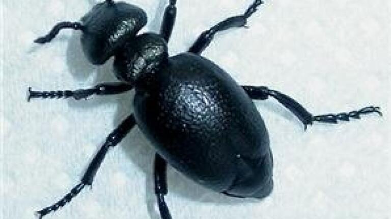 Beetle-destroyed pine biofuel developed